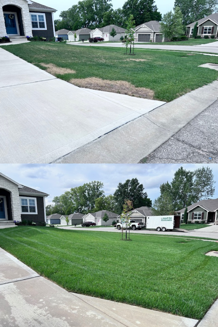 When Is the Best Time to Fertilize Your Lawn for Healthy Growth?