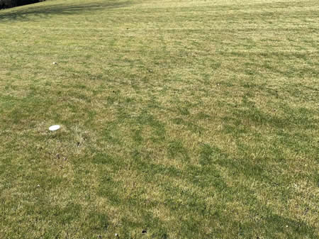 Why Is My Grass Turning Brown Even With Regular Watering?