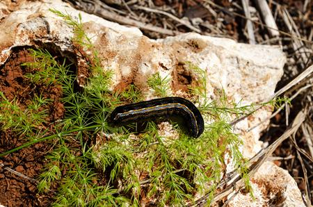 Army Worm Prevention
