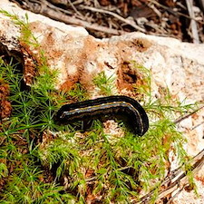 Army Worm Prevention